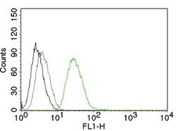 Ornithine Decarboxylase-1 Mouse, Clone: ODC1/485, enQuireBio 100 &mu;g:Antibodies,
