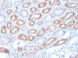 Renalase (Renal Cell Marker) Mouse, Clone: RNLS/1940, enQuireBio 100 &mu;g:Anticuerpos