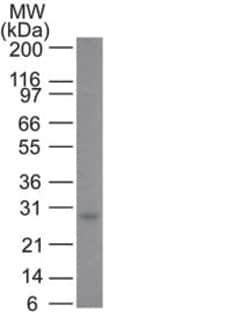 Bcl-2 Mouse, Clone: 100/D5, enQuireBio 100 &mu;g:Antibodies, Monoclonal