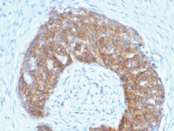 pS2 / pNR-2 / Trefoil Factor 1 Mouse, Clone: SPM313, enQuireBio 100 &mu;g:Antikörper
