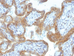 MAML2 Mouse, Clone: MAML2/1302, enQuireBio:Anticuerpos:Anticuerpos primarios