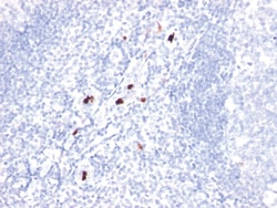 Myeloid Cell Marker Mouse, Clone: BM-1, enQuireBio 100 &mu;g | Buy Online | EnquireBio | Fisher Scientific