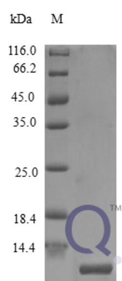 enQuireBio Recombinant Human IP-10 / CXCL10 Protein 250&mu;g | Buy Online | enQuireBio&trade; | Fisher Scientific