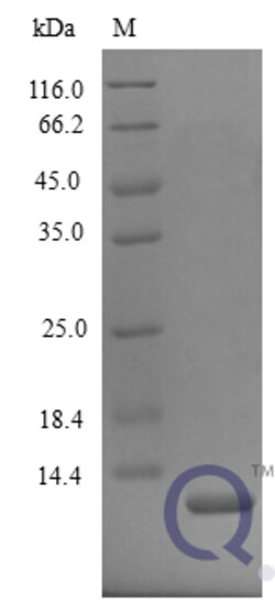 enQuireBio Recombinant Mouse CXCL2 / MIP-2 Protein 5 &mu;g | Buy Online | enQuireBio&trade; | Fisher Scientific