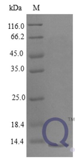 enQuireBio Recombinant Mouse CXCL4 / PF4 Protein 100 &mu;g | Buy Online | enQuireBio&trade; | Fisher Scientific