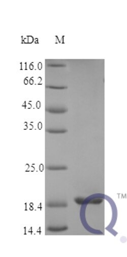 enQuireBio Recombinant Human LIF Protein 25 &mu;g | Buy Online | enQuireBio&trade; | Fisher Scientific