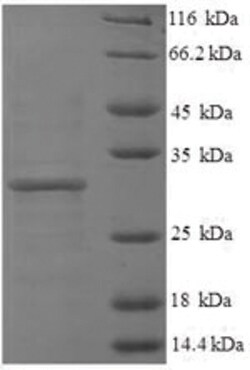 enQuireBio Recombinant Human Histone H3.3 Protein 10 &mu;g | Buy Online | enQuireBio&trade; | Fisher Scientific