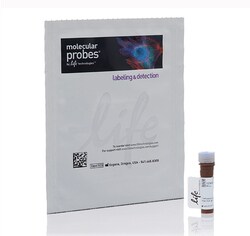 Invitrogen™ Dihydrorhodamine 123