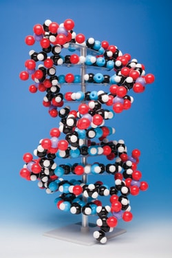 Molymod&trade;&nbsp;Molecular model 10 base pairs includes stand 460mm height DNA (semi-spacefilling models) Molymod