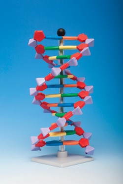 Molymod™ Model Kit molecular DNA 11 layer with stand/instructions MiniDNA