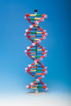 Molymod™ Model Kit molecular DNA 22 layer with stand/instructions MiniDNA