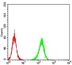 ADAMTS1 Antibody (1C12E6) - BSA Free, Novus Biologicals 0.1 ml; Unconjugated:Antibodies,