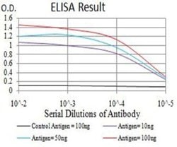 AEBP2 Antibody (2D7B6) - BSA Free, Novus Biologicals 0.1 ml; Unconjugated:Antibodies,