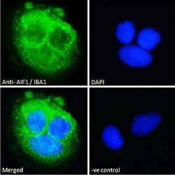 AIF-1/Iba1 Antibody, Novus Biologicals 0.1mg; Unlabeled:Antibodies, Polyclonal