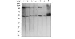 AP2 alpha Antibody (7D2B5) - BSA Free, Novus Biologicals 0.1mg; Unlabeled:Antibodies,