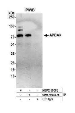 APBA3/Mint-3 Rabbit anti-Human, Polyclonal, Novus Biologicals 100 &mu;L | Buy Online | Novus Biologicals | Fisher Scientific