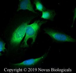 APC Antibody - BSA Free, Novus Biologicals 0.025mg; Unlabeled:Antibodies,