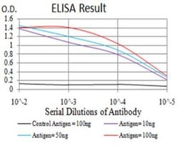 ATG13 Antibody (6B2E12) - BSA Free, Novus Biologicals:Antibodies:Primary