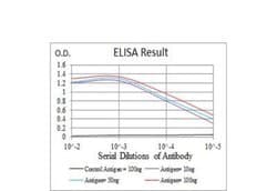 Annexin V Antibody (3B9F3) - BSA Free, Novus Biologicals 0.1mg; Unlabeled:Antibodies,