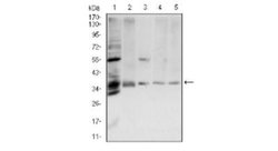 Annexin V Antibody (3B9F3) - BSA Free, Novus Biologicals 0.1mg; Unlabeled:Antibodies,