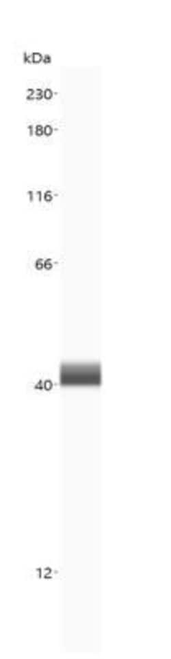 Arginase 1/ARG1/liver Arginase Antibody, Novus Biologicals 0.1mg; Unlabeled:Antibodies,