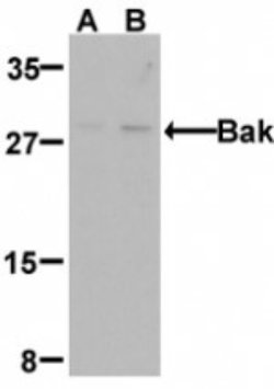 BAK Antibody, Novus Biologicals 0.025mg:Antibodies, Polyclonal