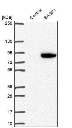 BASP1 Antibody, Novus Biologicals 25ul | Buy Online | Novus Biologicals | Fisher Scientific