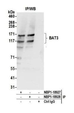 BAT3/BAG6 Antibody, Novus Biologicals 0.1mL; Unlabeled:Antibodies, Polyclonal