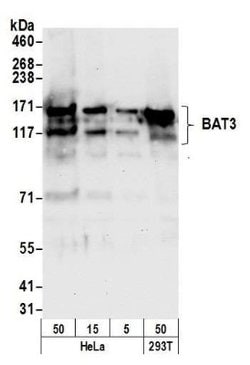 BAT3/BAG6 Antibody, Novus Biologicals 0.1mL; Unlabeled:Antibodies, Polyclonal
