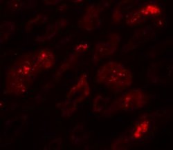 BATF3 Antibody - BSA Free, Novus Biologicals:Antibodies:Primary Antibodies