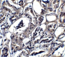 BATF3 Antibody - BSA Free, Novus Biologicals:Antibodies:Primary Antibodies