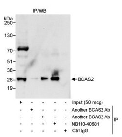 BCAS2 Antibody, Novus Biologicals 100 &mu;L | Buy Online | Novus Biologicals | Fisher Scientific