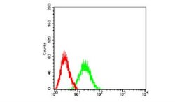 BCL11B Antibody (1F8G8) - BSA Free, Novus Biologicals 0.1 ml; Unconjugated:Antibodies,
