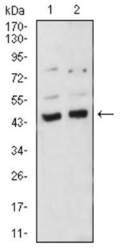 BMP-4 Antibody (3C11H8) - BSA Free, Novus Biologicals 0.025 mg; Unlabeled:Antibodies,