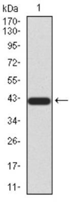 BMP-4 Antibody (3C11H8) - BSA Free, Novus Biologicals 0.025 mg; Unlabeled:Antibodies,
