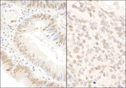 BOP1 Antibody, Novus Biologicals 0.1 mL | Buy Online | Novus Biologicals | Fisher Scientific