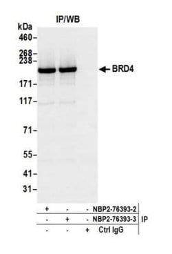 BRD4 Antibody (BL-149-2H5), Novus Biologicals 100 &mu;L; Unconjugated:Antibodies,