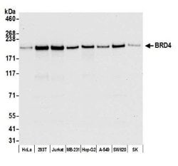 BRD4 Antibody (BL-149-2H5), Novus Biologicals 100 &mu;L; Unconjugated:Antibodies,