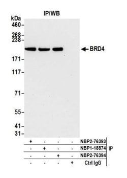BRD4 Antibody (BL-151-6F11), Novus Biologicals 100 &mu;L; Unconjugated:Antibodies,