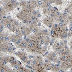 BRIC Antibody, Novus Biologicals 25 &mu;L | Buy Online | Novus Biologicals | Fisher Scientific