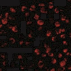 Bim Antibody - BSA Free, Novus Biologicals 0.025 mg | Buy Online | Novus Biologicals | Fisher Scientific