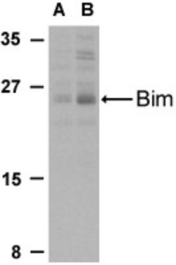 Bim Antibody - BSA Free, Novus Biologicals 0.025 mg | Buy Online | Novus Biologicals | Fisher Scientific