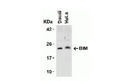 Bim Antibody - BSA Free, Novus Biologicals 0.025 mg | Buy Online | Novus Biologicals | Fisher Scientific