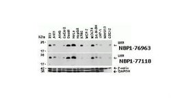 Bim Antibody - BSA Free, Novus Biologicals 0.025 mg | Buy Online | Novus Biologicals | Fisher Scientific