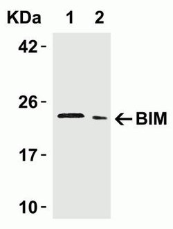 Bim Antibody - BSA Free, Novus Biologicals 0.025 mg | Buy Online | Novus Biologicals | Fisher Scientific