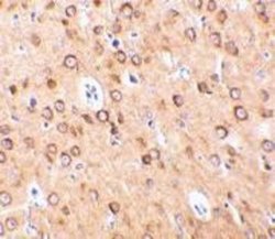 C1qTNF4/CTRP4 Antibody - BSA Free, Novus Biologicals 0.025mg:Antibodies,