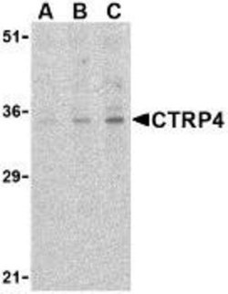 C1qTNF4/CTRP4 Antibody - BSA Free, Novus Biologicals 0.025mg:Antibodies,