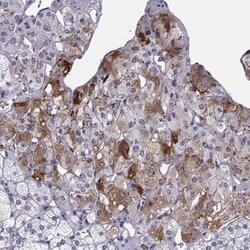 CART/CARTPT Antibody, Novus Biologicals 0.1mL; Unlabeled:Antibodies, Polyclonal