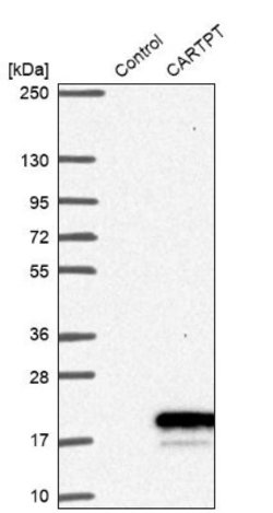 CART/CARTPT Antibody, Novus Biologicals 0.1mL; Unlabeled:Antibodies, Polyclonal