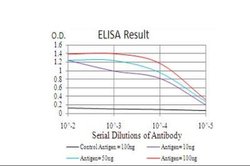 CBX4 Antibody (6C5G3) - BSA Free, Novus Biologicals 0.1mg; Unlabeled:Antibodies,